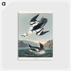 アートポストカード-Smew or White Nun from Birds of America
 - アメリカの鳥たち Postcard.