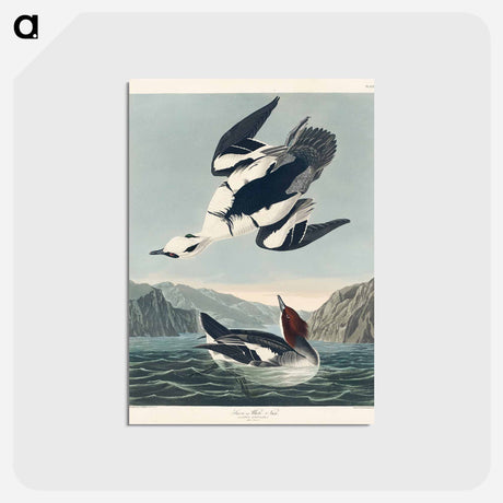 アートポストカード-Smew or White Nun from Birds of America
 - アメリカの鳥たち Postcard.