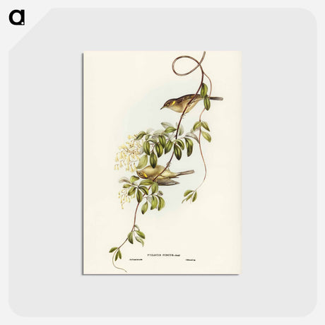 アートポストカード-Fuscous Honey-eater
 - オーストラリアの鳥 Postcard.
