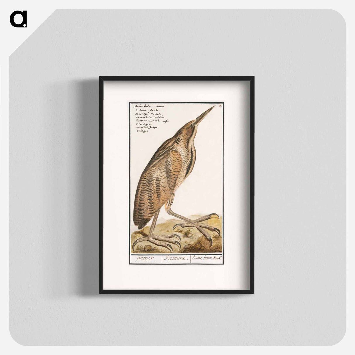 The Bittern - アンセルムス ボエティウス デ ブート Poster.