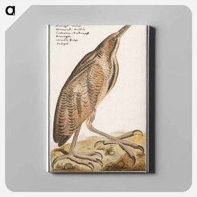 アートパネル-The Bittern - アンセルムス ボエティウス デ ブート Canvas.