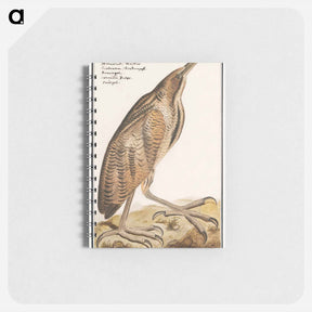 アートメモ帳-The Bittern - アンセルムス ボエティウス デ ブート Memo.
