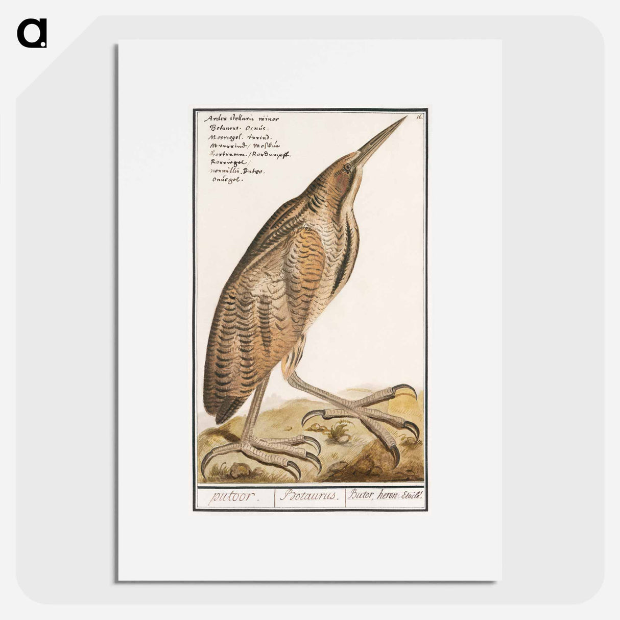 The Bittern - アンセルムス ボエティウス デ ブート Poster.