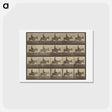 アートポストカード-Animal Locomotion
 - エドワード マイブリッジ Postcard.