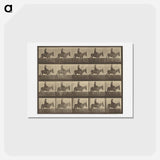 アートポストカード-Animal Locomotion
 - エドワード マイブリッジ Postcard.