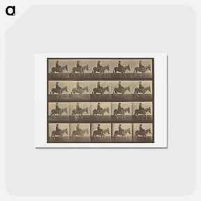 アートポストカード-Animal Locomotion
 - エドワード マイブリッジ Postcard.