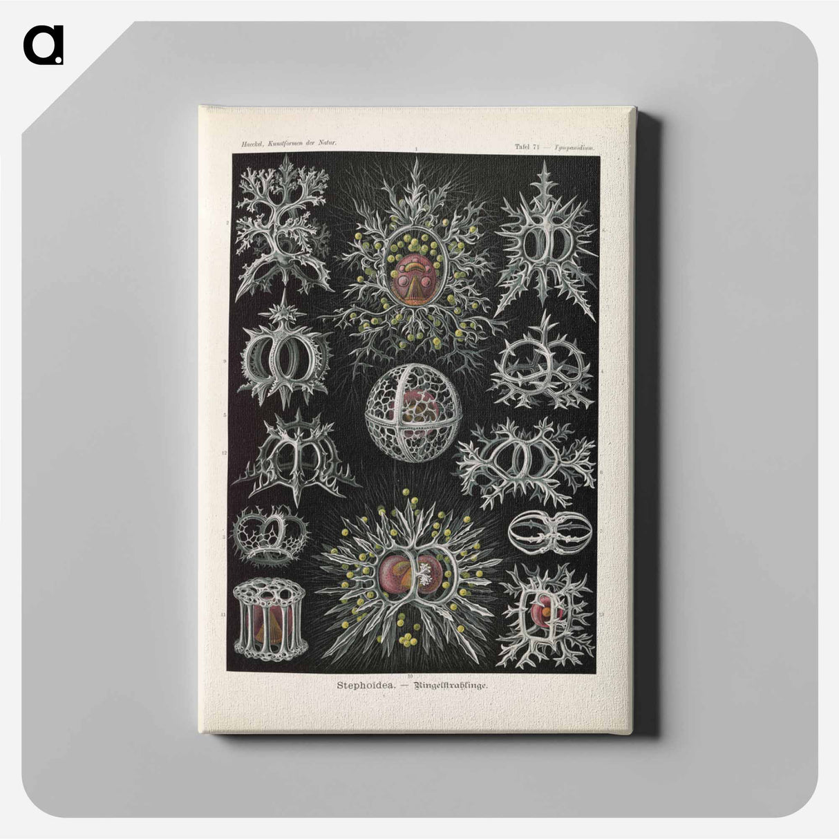 Marine life illustration - エルンスト ヘッケル Canvas.