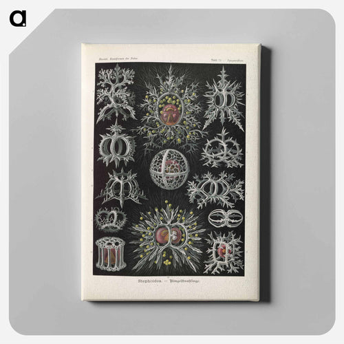 Marine life illustration - エルンスト ヘッケル Canvas.