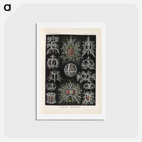 アートポストカード-Marine life illustration - エルンスト ヘッケル Postcard.