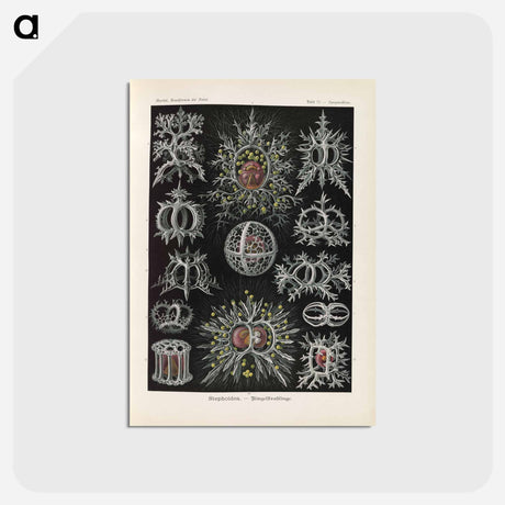 アートポストカード-Marine life illustration - エルンスト ヘッケル Postcard.