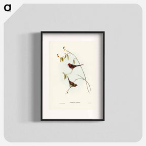 アートポスター-Crimson Finch
 - ジョン グールド Poster.