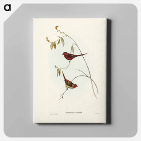 アートパネル-Crimson Finch
 - ジョン グールド Canvas.