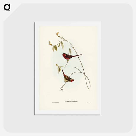 アートポストカード-Crimson Finch
 - ジョン グールド Postcard.