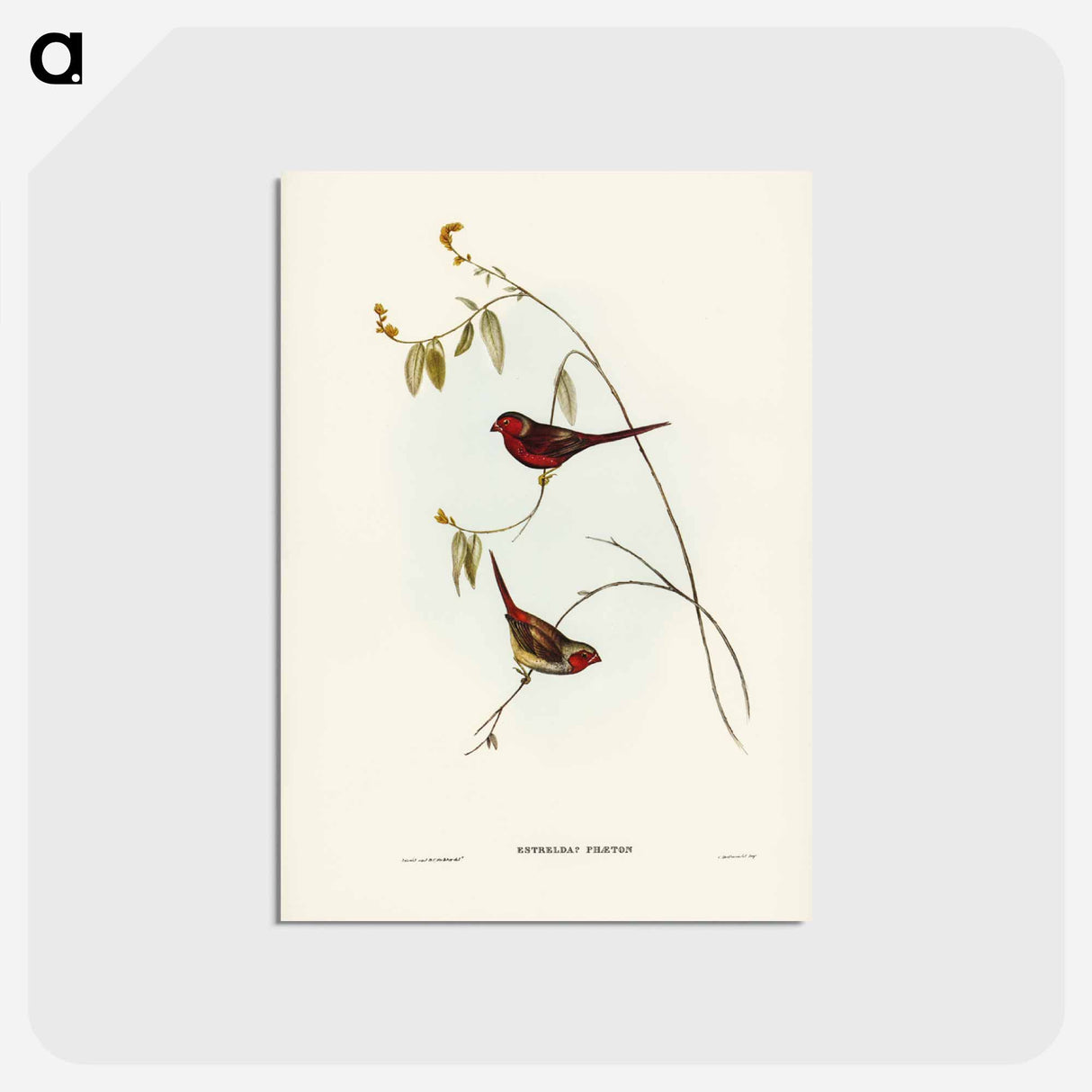 アートポストカード-Crimson Finch
 - ジョン グールド Postcard.