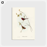 アートポストカード-Crimson Finch
 - ジョン グールド Postcard.