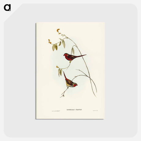 アートポストカード-Crimson Finch
 - ジョン グールド Postcard.