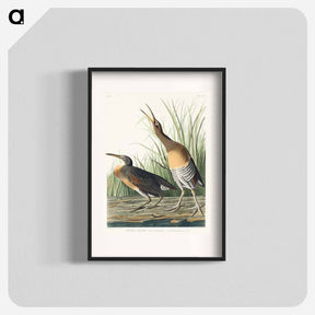 アートポスター-Salt Water Marsh Hen
 - ジョン ジェームス オーデュボン Poster.
