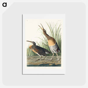 アートポストカード-Salt Water Marsh Hen
 - ジョン ジェームス オーデュボン Postcard.