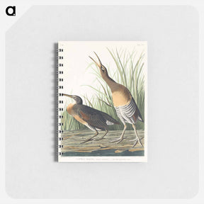 アートメモ帳-Salt Water Marsh Hen
 - ジョン ジェームス オーデュボン Memo.