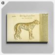 アートパネル-Tiger in Profile
 - 国立医学図書館 Canvas.
