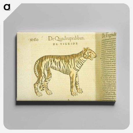 アートパネル-Tiger in Profile
 - 国立医学図書館 Canvas.