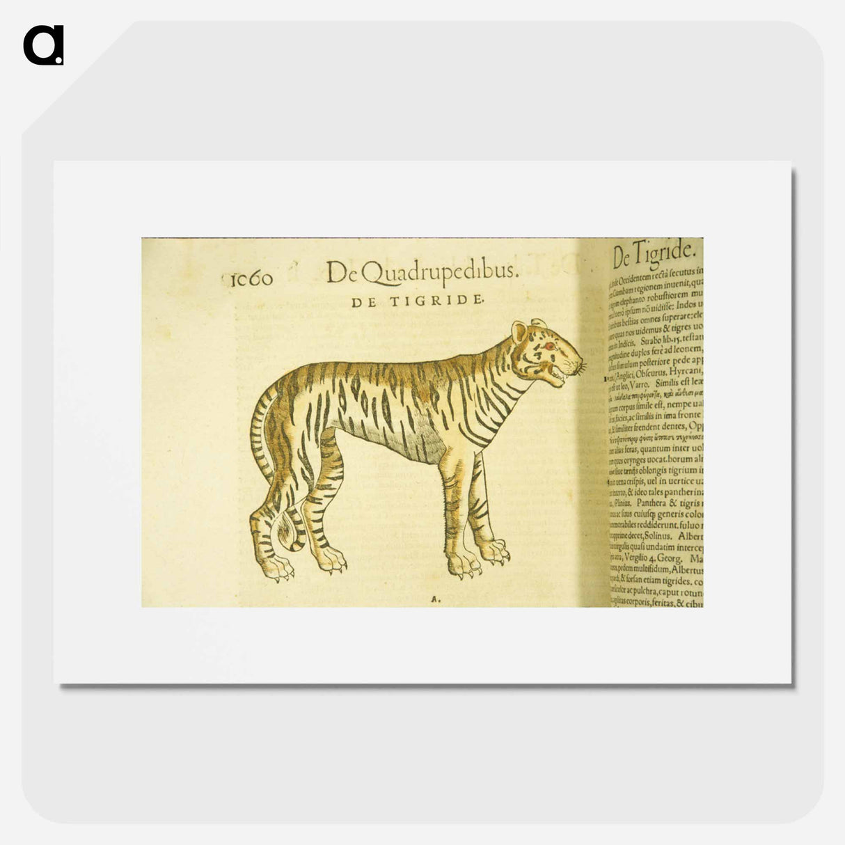 アートポスター-Tiger in Profile
 - 国立医学図書館 Poster.