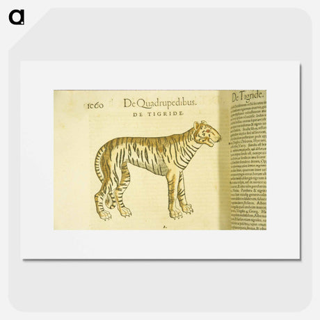 アートポスター-Tiger in Profile
 - 国立医学図書館 Poster.