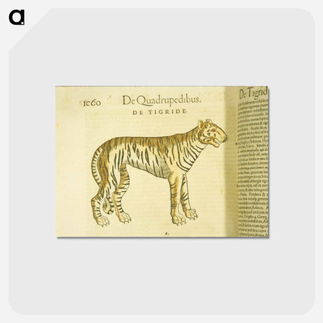 アートポストカード-Tiger in Profile
 - 国立医学図書館 Postcard.