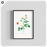 White rose - Pierre Joseph Redouté Poster.
