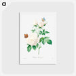 アートポストカード-White rose - ピエール ジョゼフ ルドゥーテ Postcard.