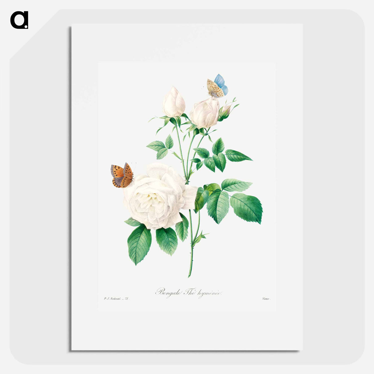 White rose - Pierre Joseph Redouté Poster.