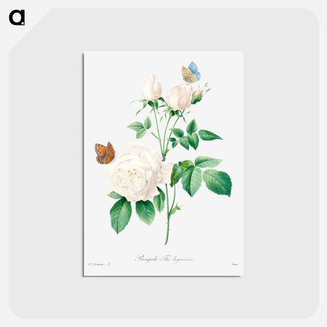 アートポストカード-White rose - ピエール ジョゼフ ルドゥーテ Postcard.