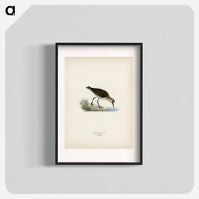 アートポスター-Little Stint
 - スヴェンスカ フォグラル Poster.