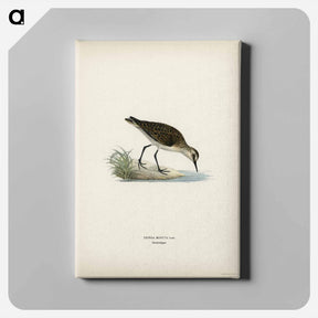 アートパネル-Little Stint
 - スヴェンスカ フォグラル Canvas.