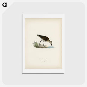 アートポストカード-Little Stint
 - スヴェンスカ フォグラル Postcard.