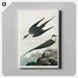 アートパネル-Arctic Yager from Birds of America
 - アメリカの鳥たち Canvas.