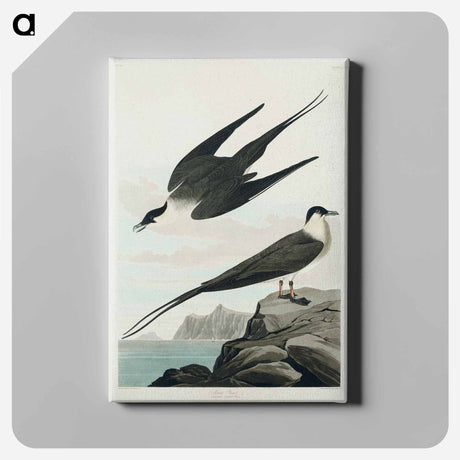 アートパネル-Arctic Yager from Birds of America
 - アメリカの鳥たち Canvas.