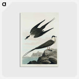 アートポストカード-Arctic Yager from Birds of America
 - アメリカの鳥たち Postcard.