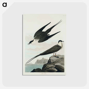 アートポストカード-Arctic Yager from Birds of America
 - アメリカの鳥たち Postcard.