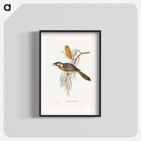 アートポスター-Wattled Honey-eater
 - オーストラリアの鳥 Poster.