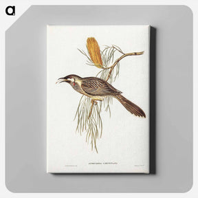アートパネル-Wattled Honey-eater
 - オーストラリアの鳥 Canvas.