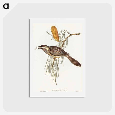 アートポストカード-Wattled Honey-eater
 - オーストラリアの鳥 Postcard.