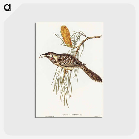 アートポストカード-Wattled Honey-eater
 - オーストラリアの鳥 Postcard.