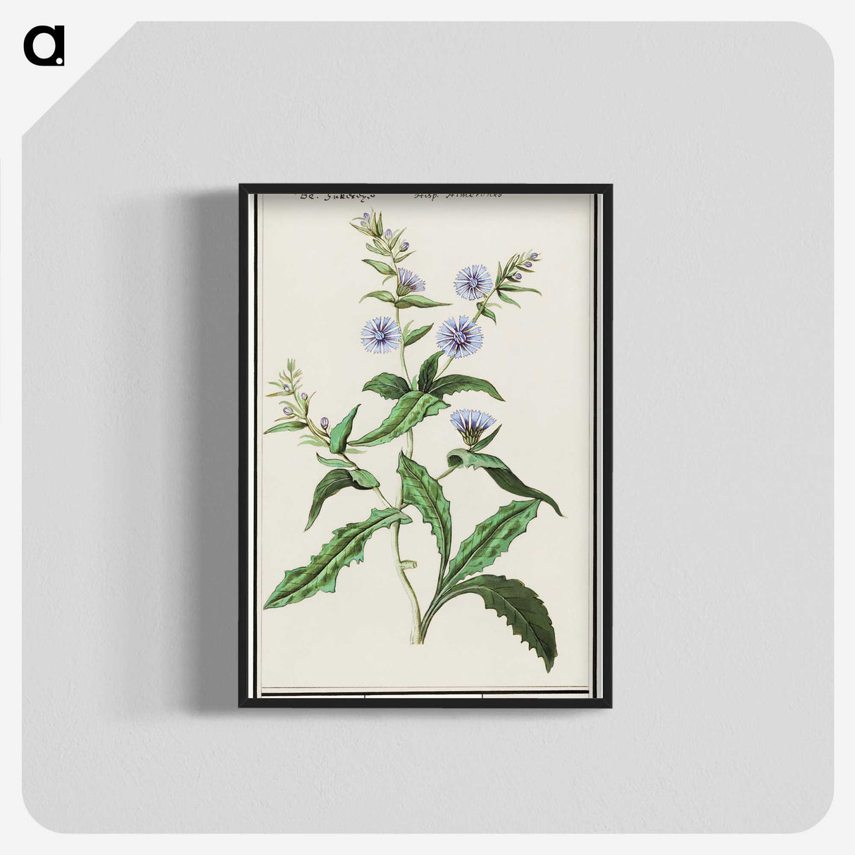 3-7_Anselmus-Boetius-de-Boodt_blk-crop