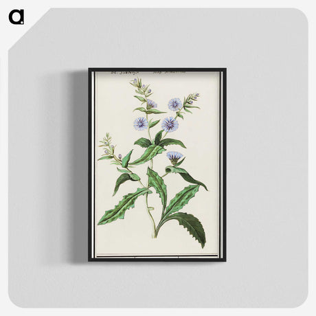 3-7_Anselmus-Boetius-de-Boodt_blk-crop
