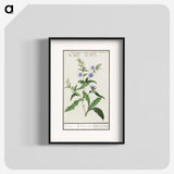 3-7_Anselmus-Boetius-de-Boodt_blk