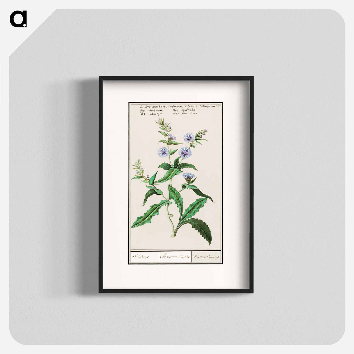 Wild chicory - アンセルムス ボエティウス デ ブート Poster.