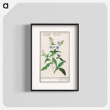 Wild chicory - アンセルムス ボエティウス デ ブート Poster.