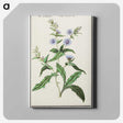 3-7_Anselmus-Boetius-de-Boodt_canvas
