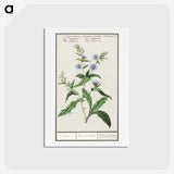 3-7_Anselmus-Boetius-de-Boodt_hagaki